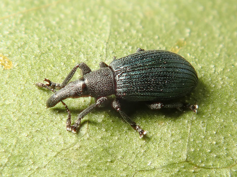 Apionidae: Perapion? S, Perapion violaceum